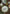 Woodland Toile Bone China 5‑Piece Tea Set for Two – Essential Teapot & Cup Set