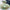 Canopy Aviary Bone China Tea Set for One – Cup Set & Plates